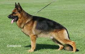 public/dog_images/412/1721121965.remofit.jpg
