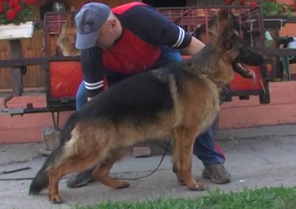 public/dog_images/543/1720775502.TajsonodBanatasa.jpg