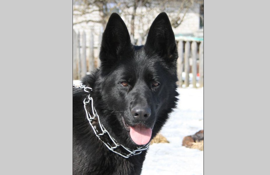 public/dog_images/606/1719056137.Belinda.jpg