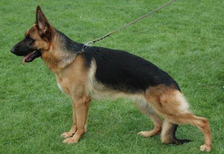 public/dog_images/649/1720772030.Ania.jpg