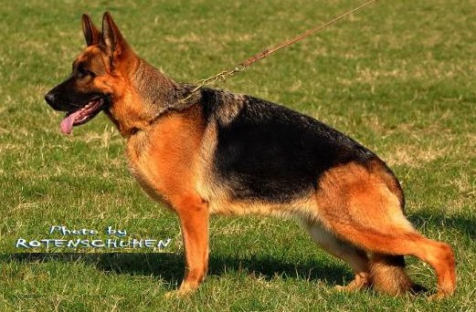 Simba von Panoniansee