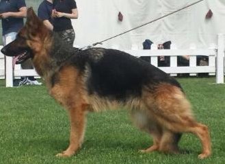 public/dog_images/672/1721509148.Giorgia.jpg