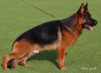 public/dog_images/700/1721517153.Arre.jpg