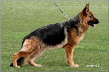public/dog_images/725/1721727656.ankaa.jpg